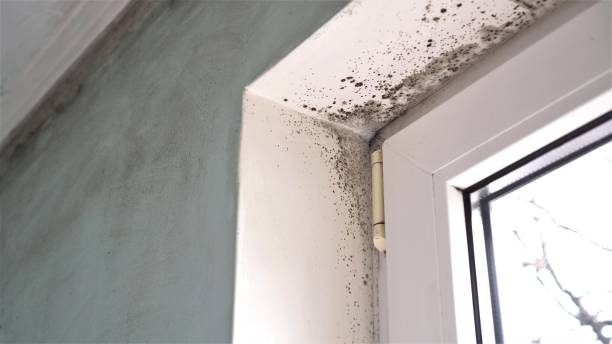 Best Basement Mold Remediation in Temple City, CA